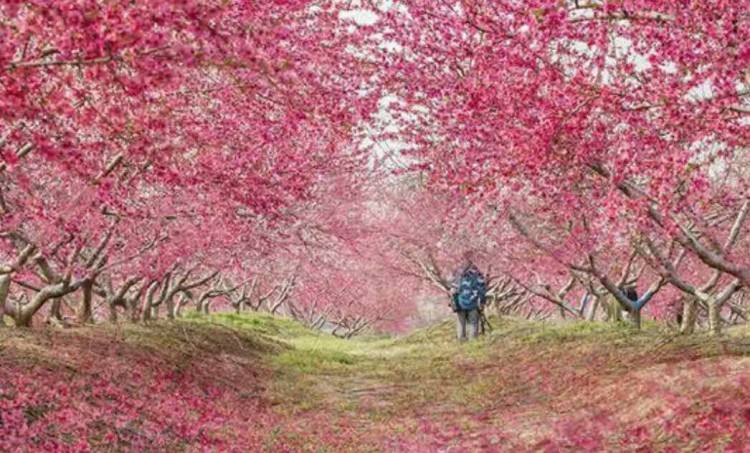 平谷桃花节