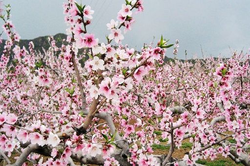 平谷桃花节