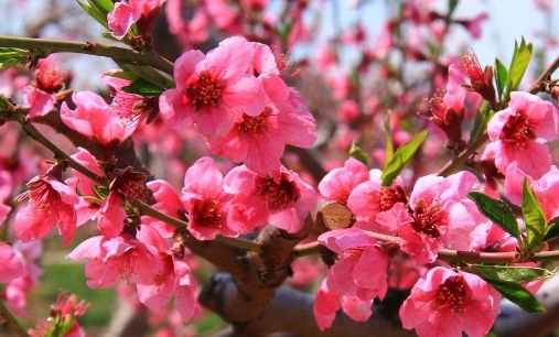 金海湖桃花节