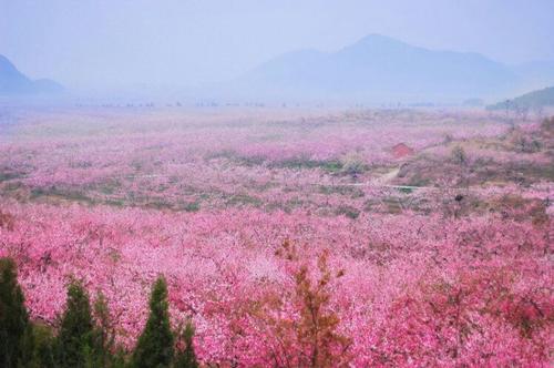 前往大华山镇平谷桃花海 车停放在桃花海观景台,赏花、观景、拍照